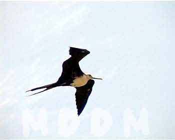 GB04FRIGATEBIRD006