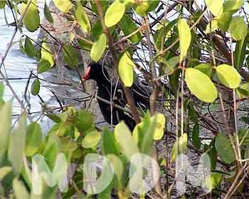 GB05MOORHEN001