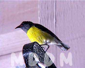 JH03BANANAQUIT001