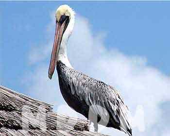 SJCPELICAN008