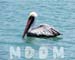 SJCPELICAN003