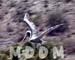 SJCPELICAN007
