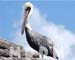 SJCPELICAN008