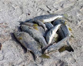 AP10FISHING013