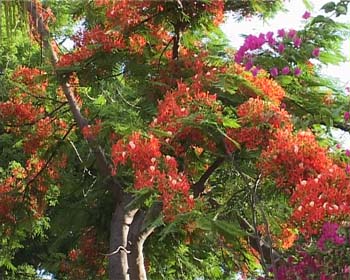 AP09GROUNDS002