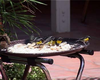 AP09DINING007