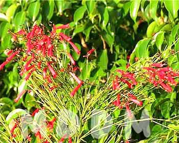 GB05FLOWERS001