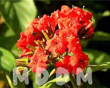 GB05FLOWERS002