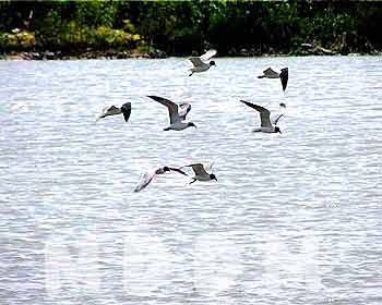 GB04LAGOON014