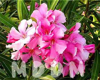 JB02FLOWERS001