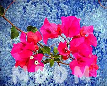 JBFLOWERS001