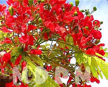 JHV03FLOWERS001